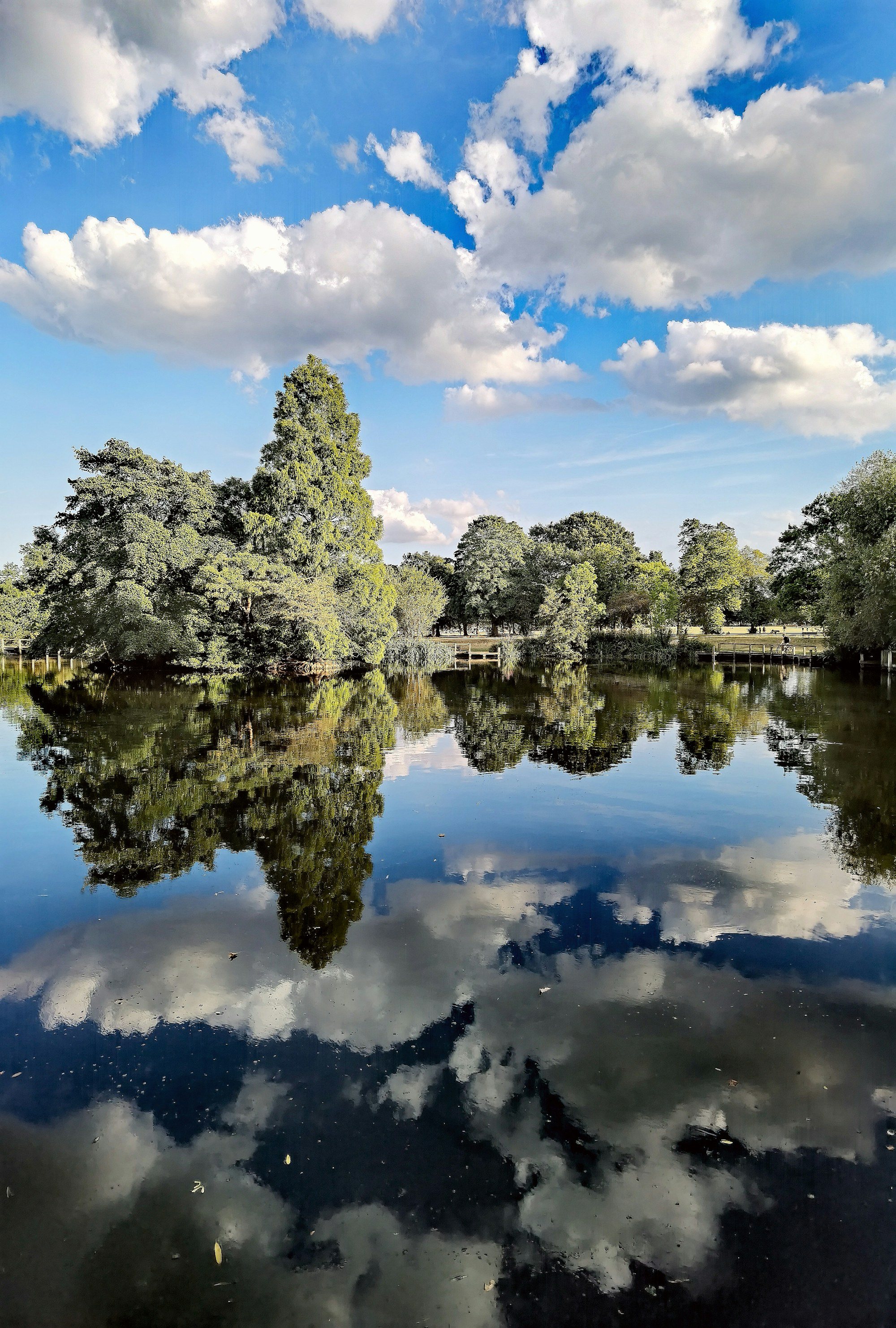 Trees reflected in a pond on Wandsworth Common