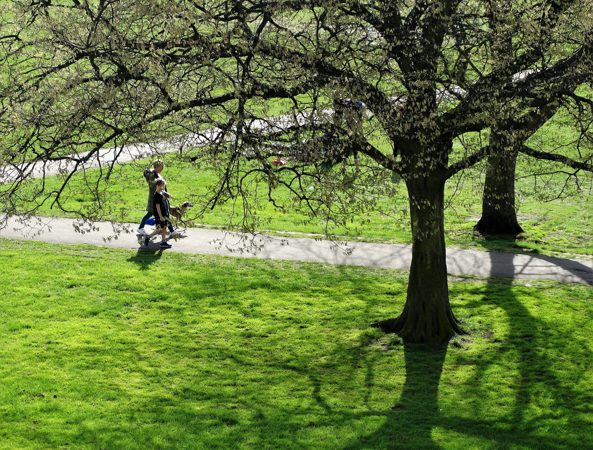 Trees and open grass on Tooting Common