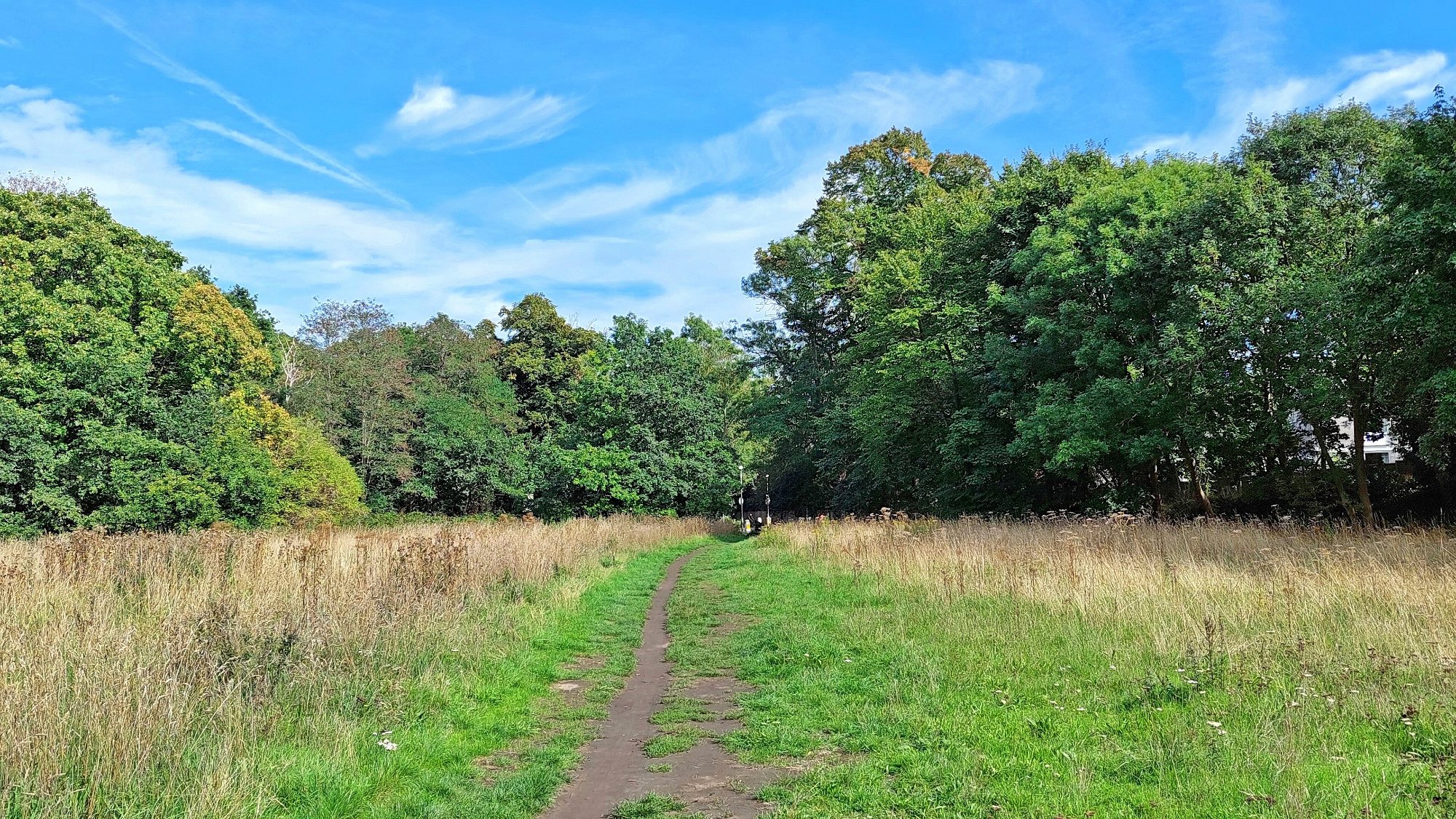 Heath and trees on Barnes Common
