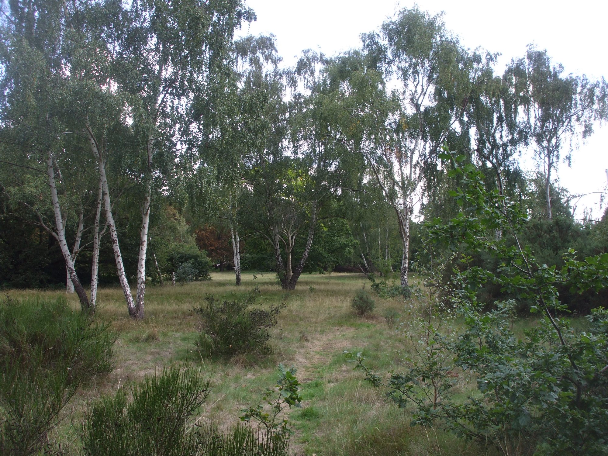 Grassland and trees on Barnes Common