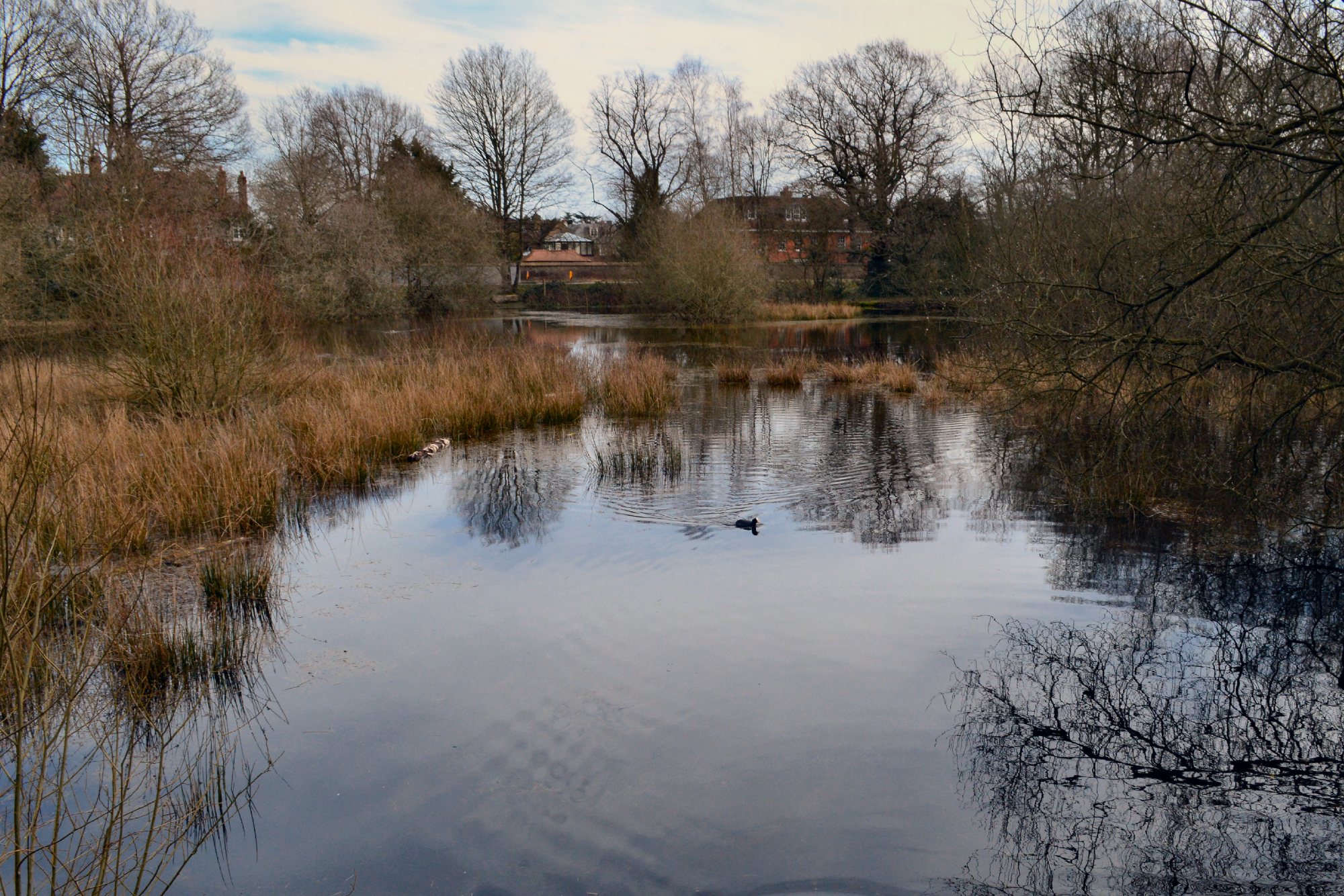 Bluegate Pond on Wimbledon Common