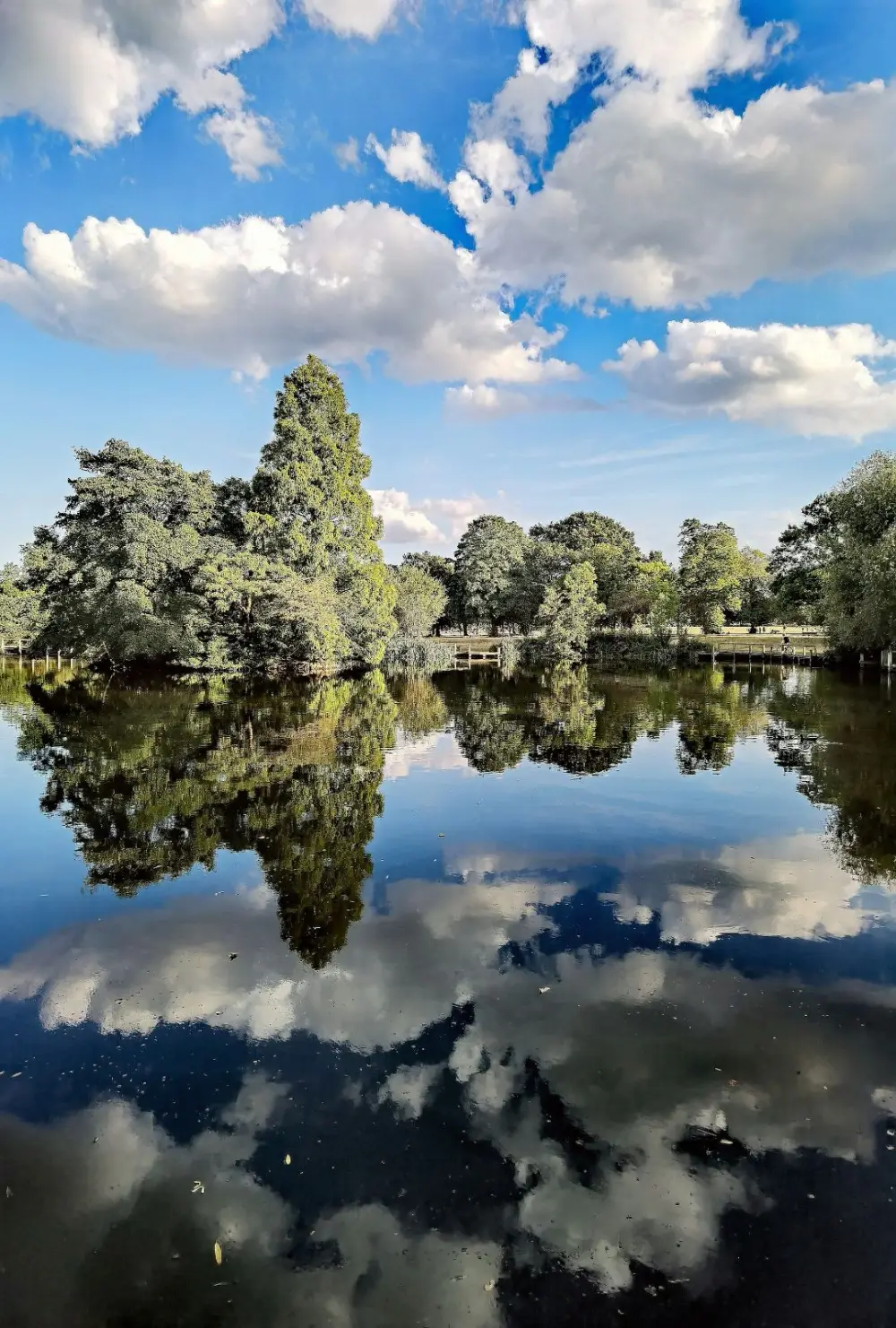 Trees reflected in a pond on Wandsworth Common