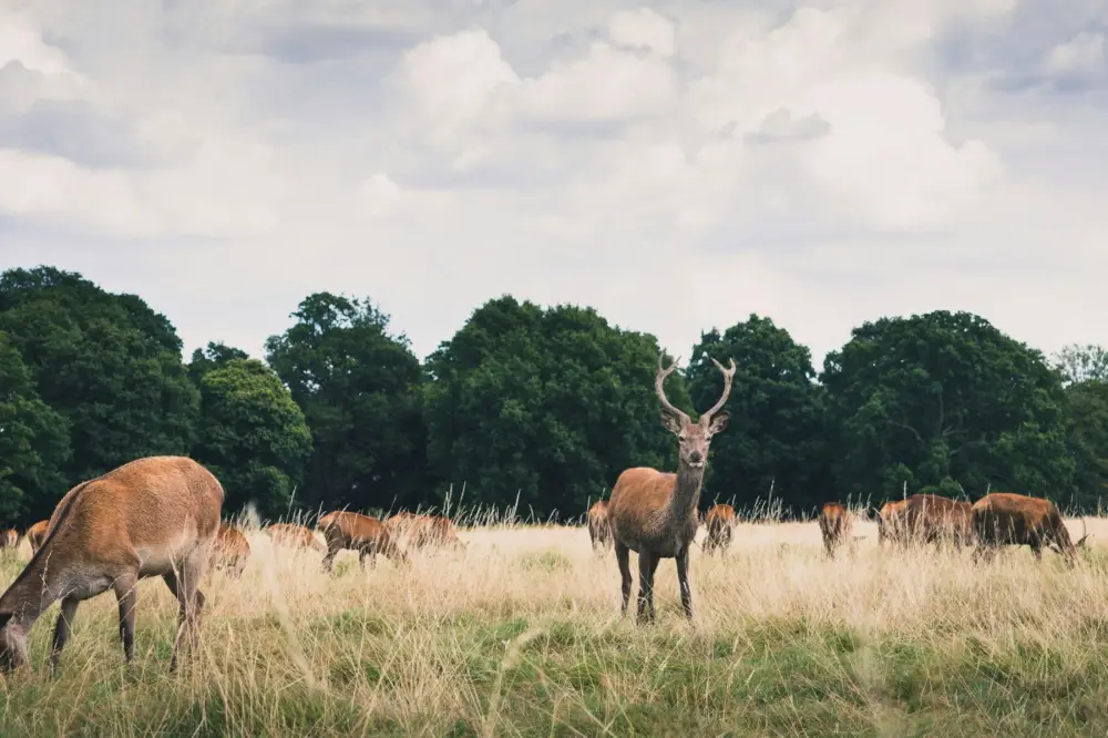 Richmond Park, near East Sheen
