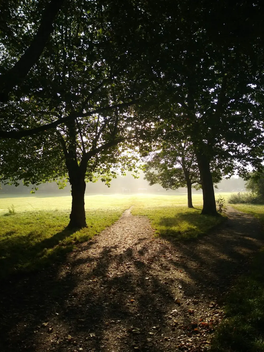 Tree-lined path across a common in morning light