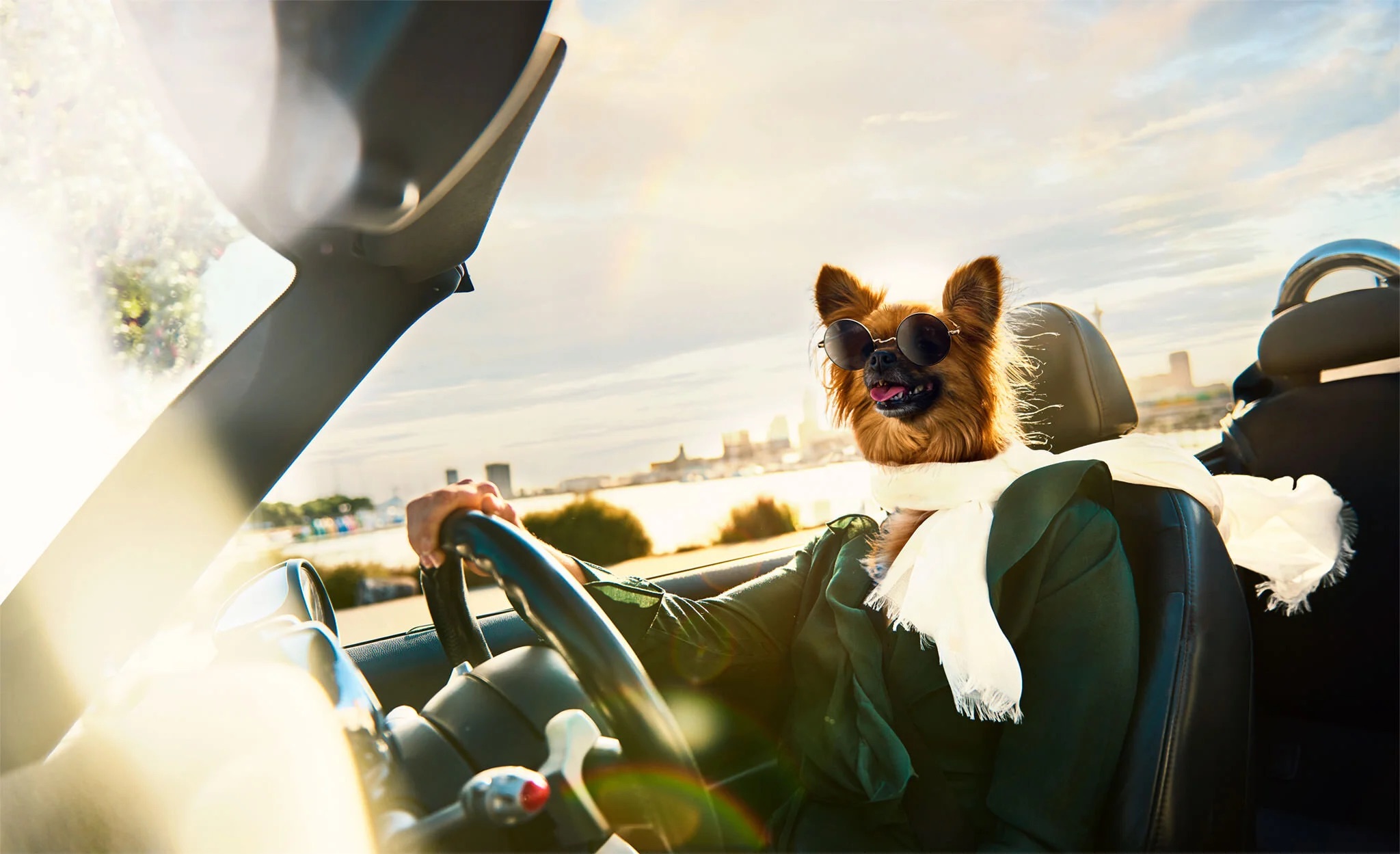 The Dog Driver