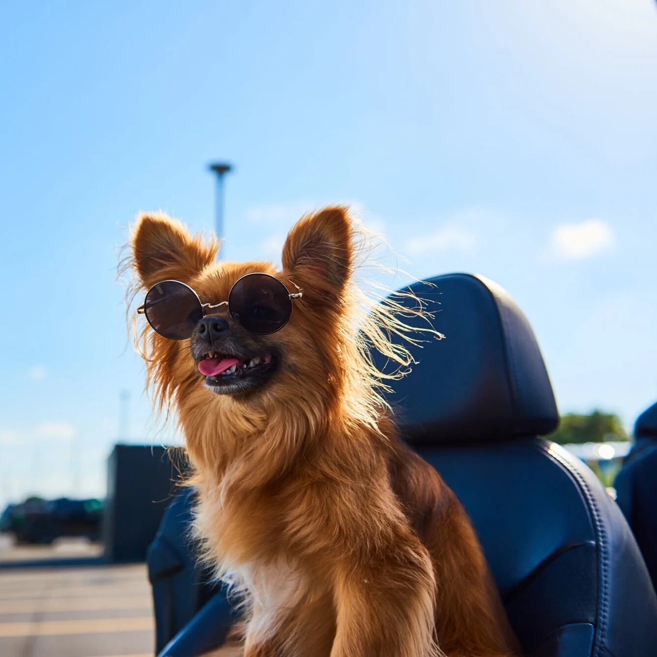 The Dog Driver