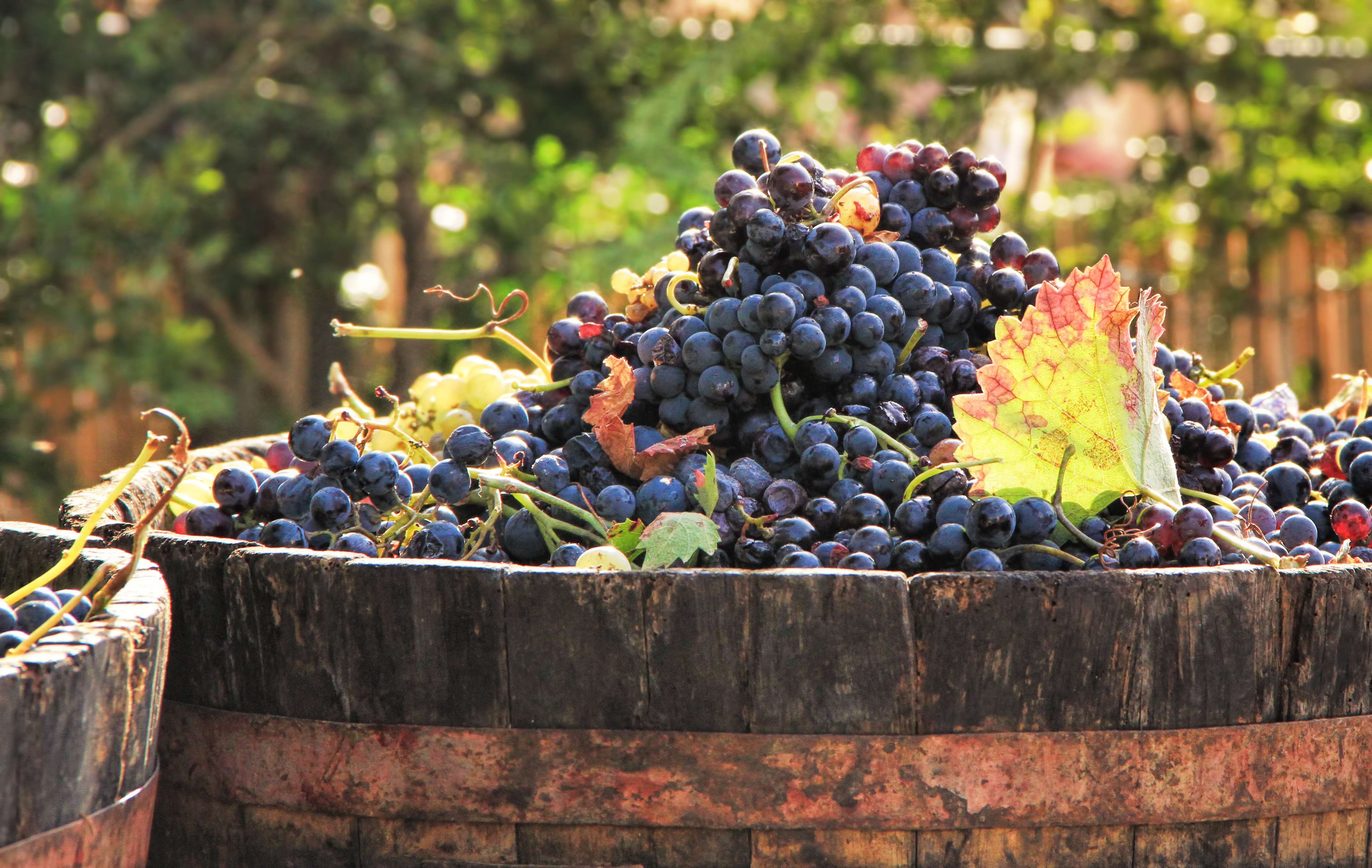 Grapes on the vine