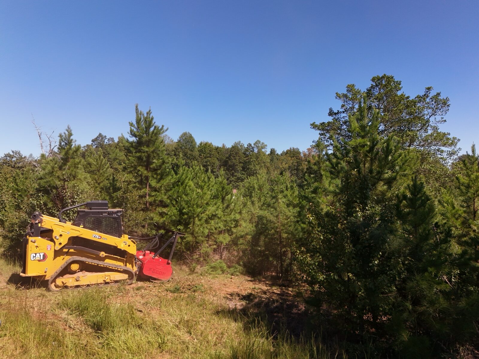 CAT compact track loader with a forestry mulching head beside thick young pines before land clearing in Anderson, SC