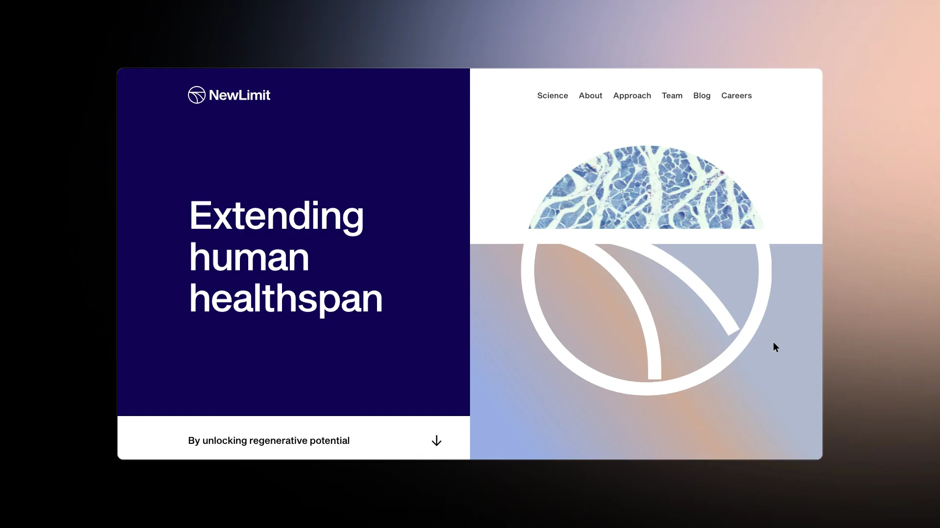 The NewLimit homepage loading in and read top to bottom: the hero, the mark becoming the mortality graph as the NewLimit bar extends, the development chart, careers and science, news, the footer and home again