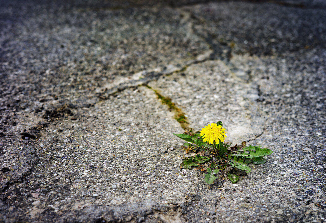 Resilience: The Unbeatable Skill for the Future Workforce. How Are You Equipping Your Team to Thrive?