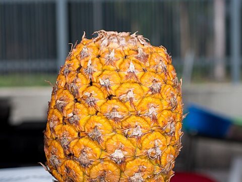Pineapple