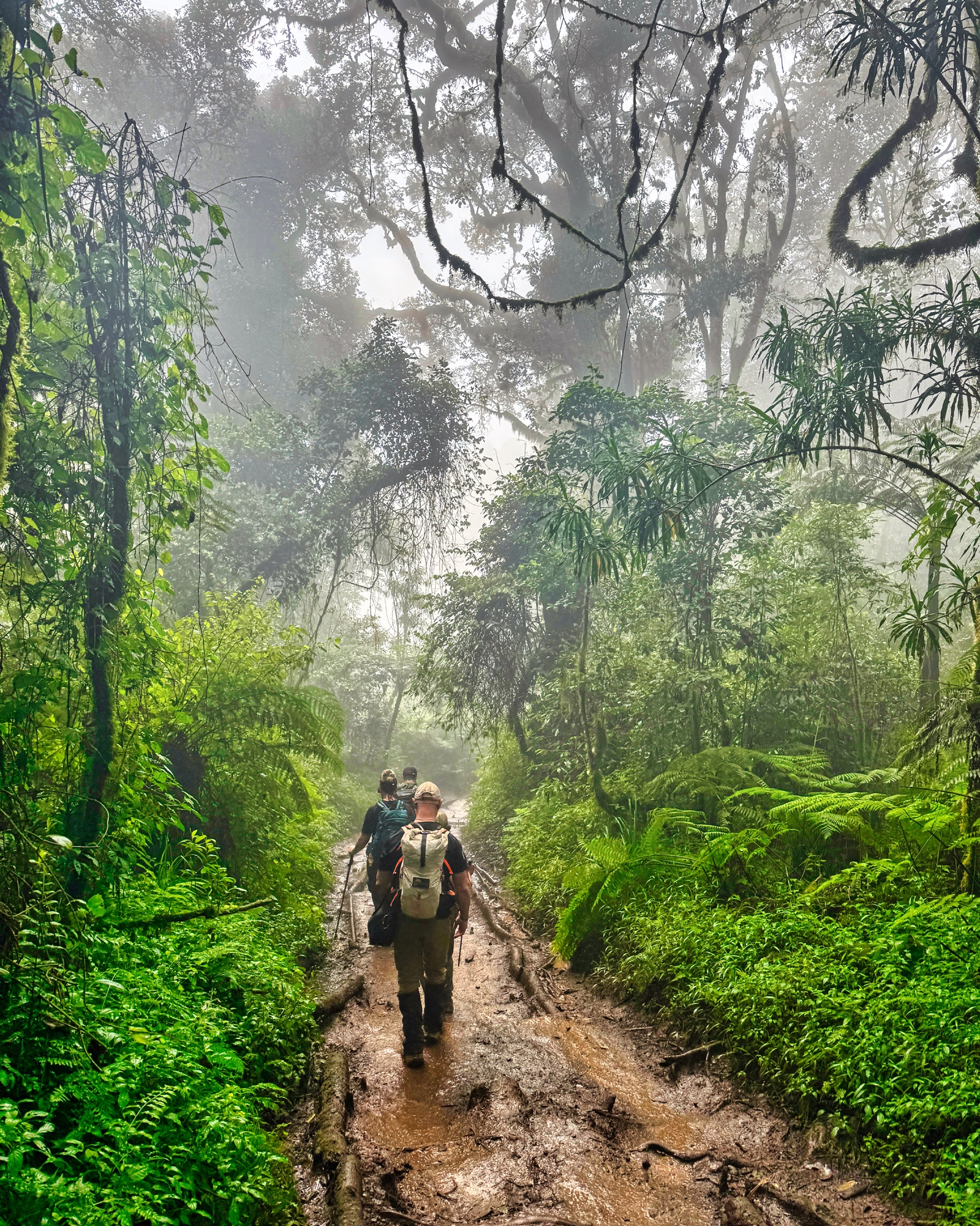Peak Potential Adventures trekkers walking along a misty rainforest trail surrounded by lush green vegetation.