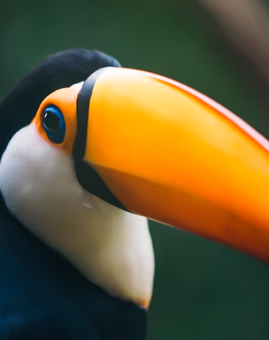 Oiseaux