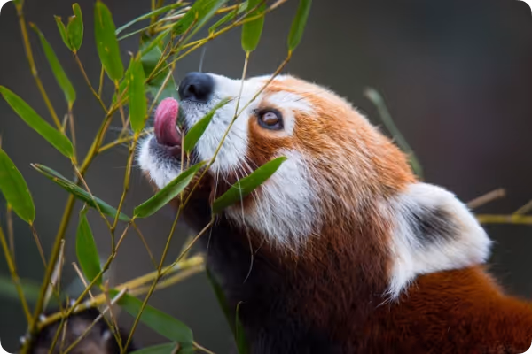 Pandas roux