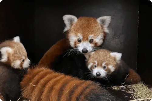 Pandas roux