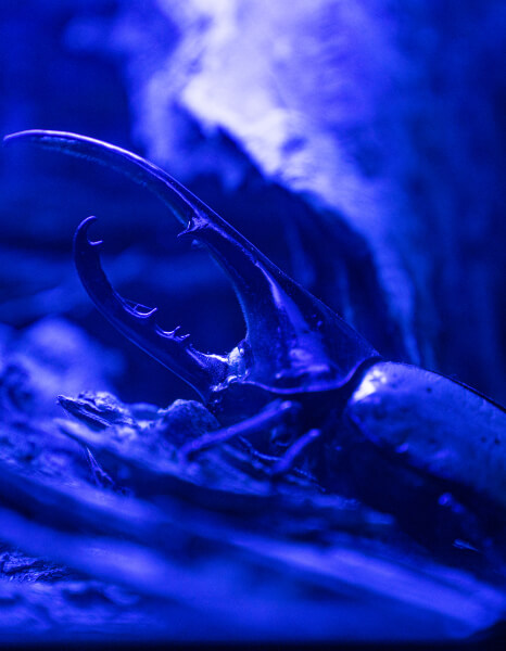 Insectes