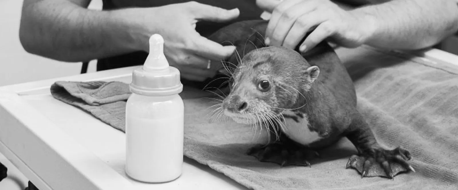 Une loutre juvénile sur une serviette avec un biberon de lait à côté et des mains humaines la tenant doucement.