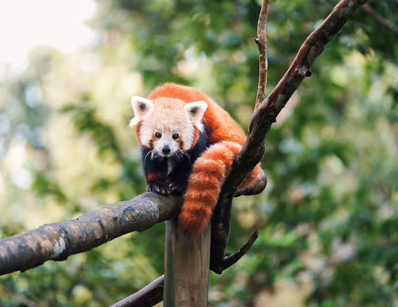 Panda roux zoo de guadeloupe