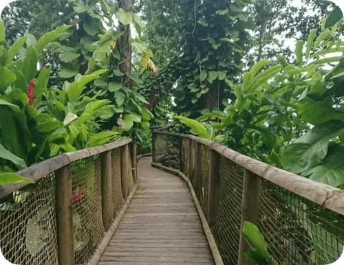 Passerelle en bois avec rambarde et filet, entourée de végétation tropicale dense.