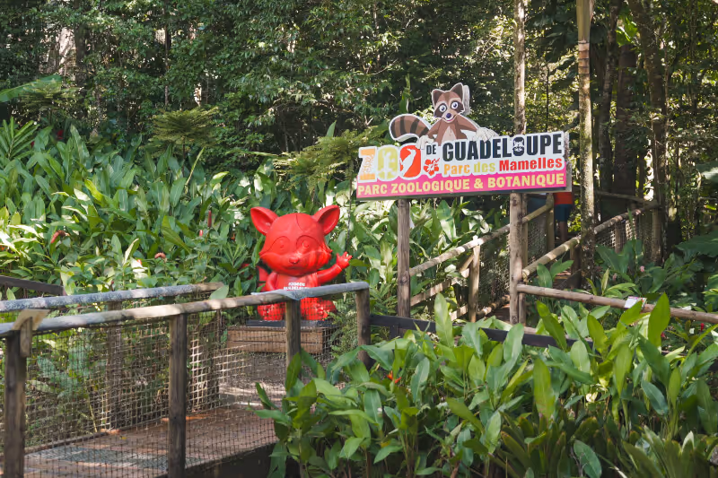 zoo-guadeloupe-entree-racoon