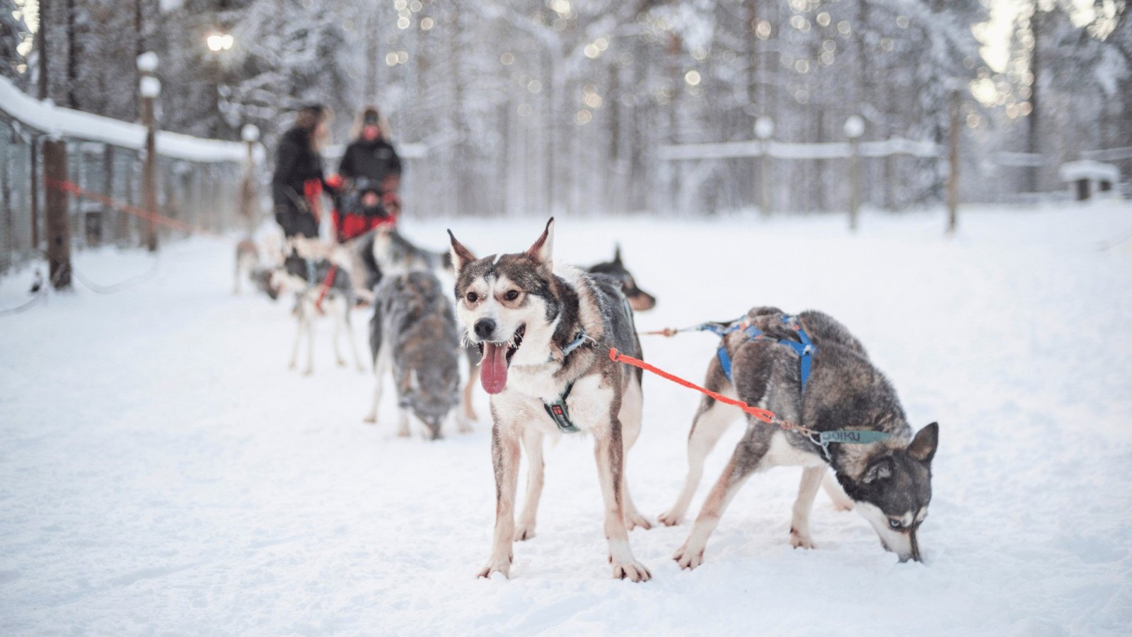 Husky team in the snowy Lapland forest