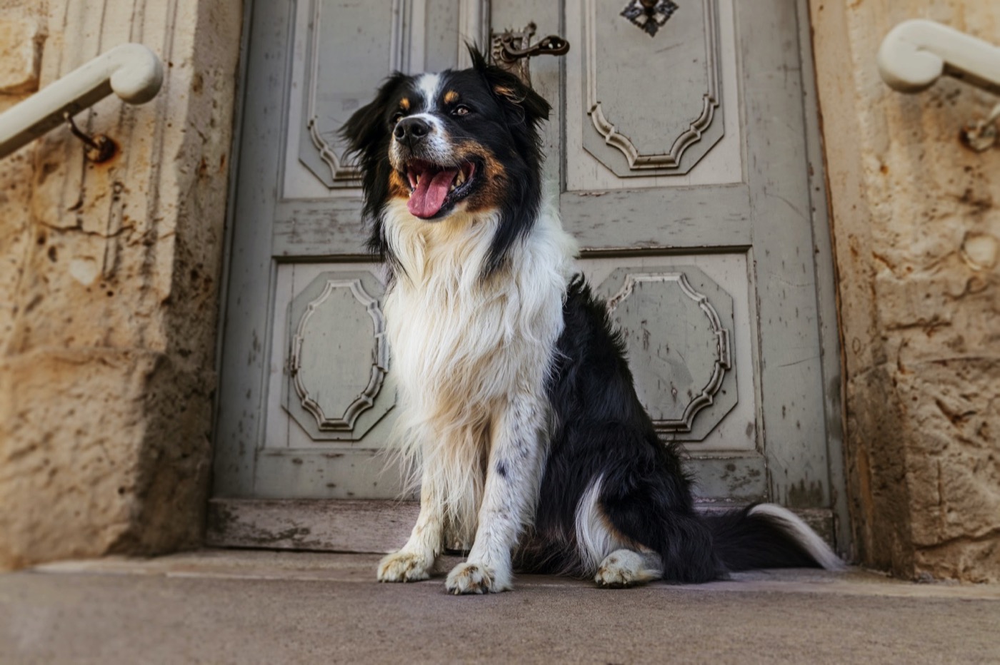 A Guide to Pet Screens, Doors, and Guards