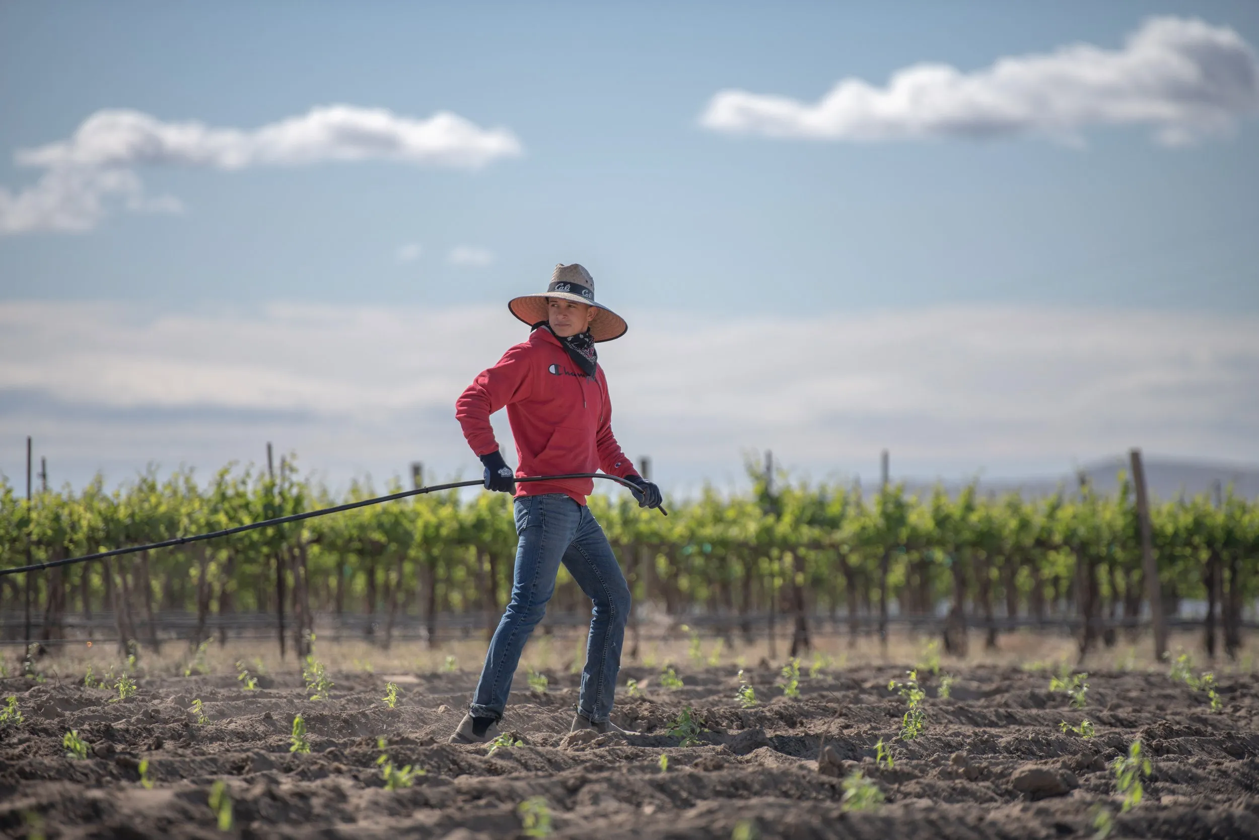 Photographer standing in a vineyard