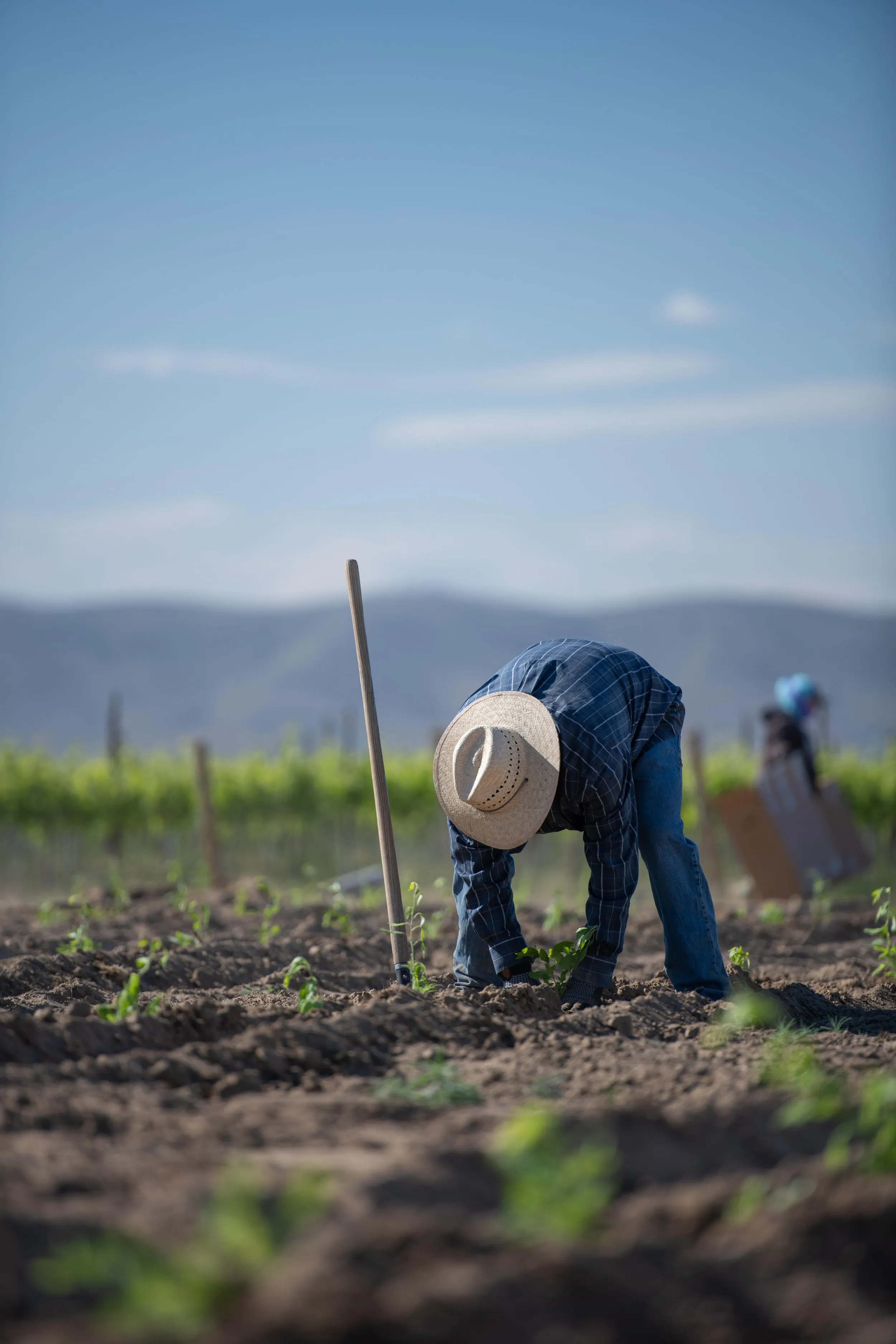 Farm worker in a straw hat tending young plants in a field, with mountains in the distance.