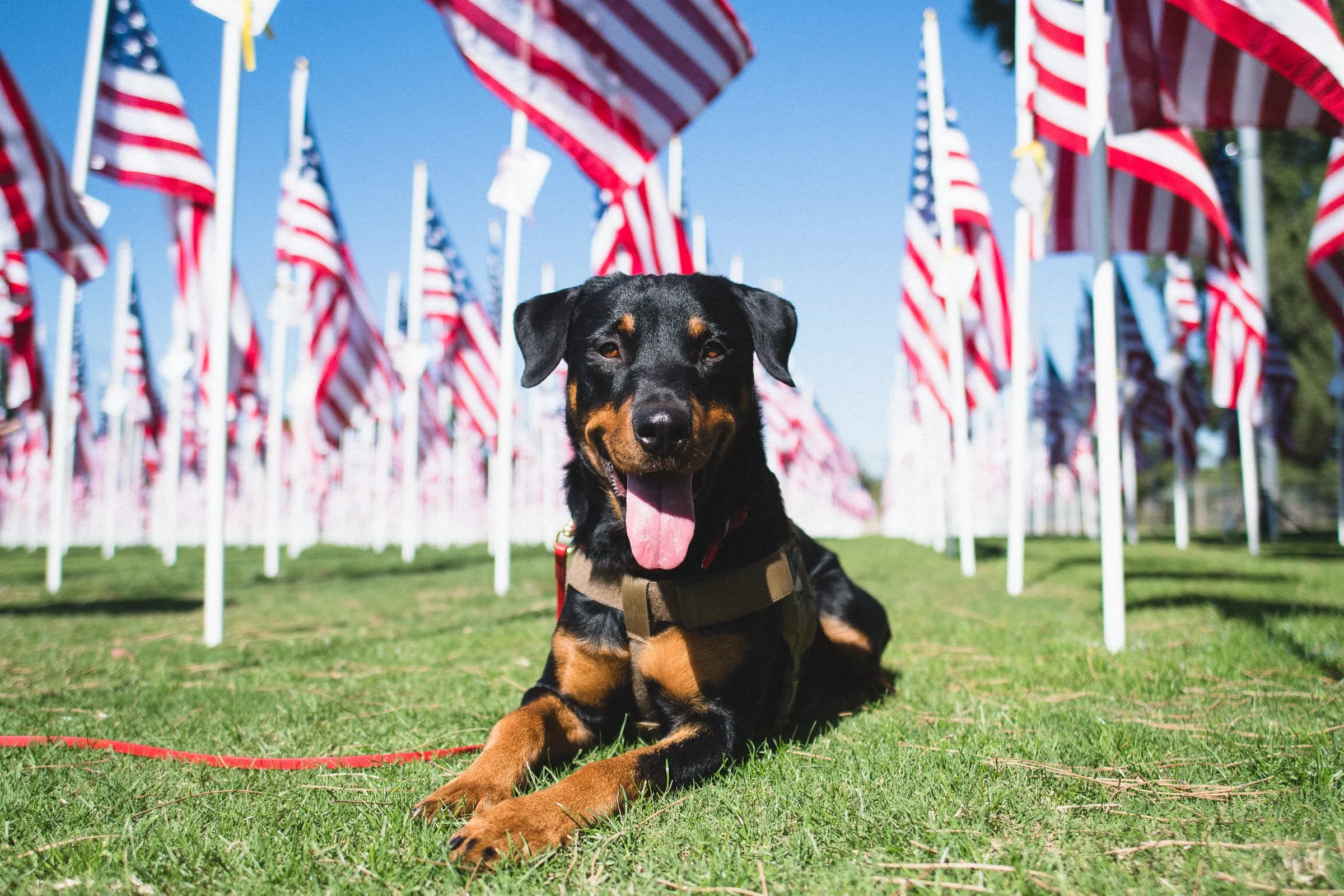 A black and brown dog with a harness lying on green grass among rows of American flags on white poles under a clear blue sky.