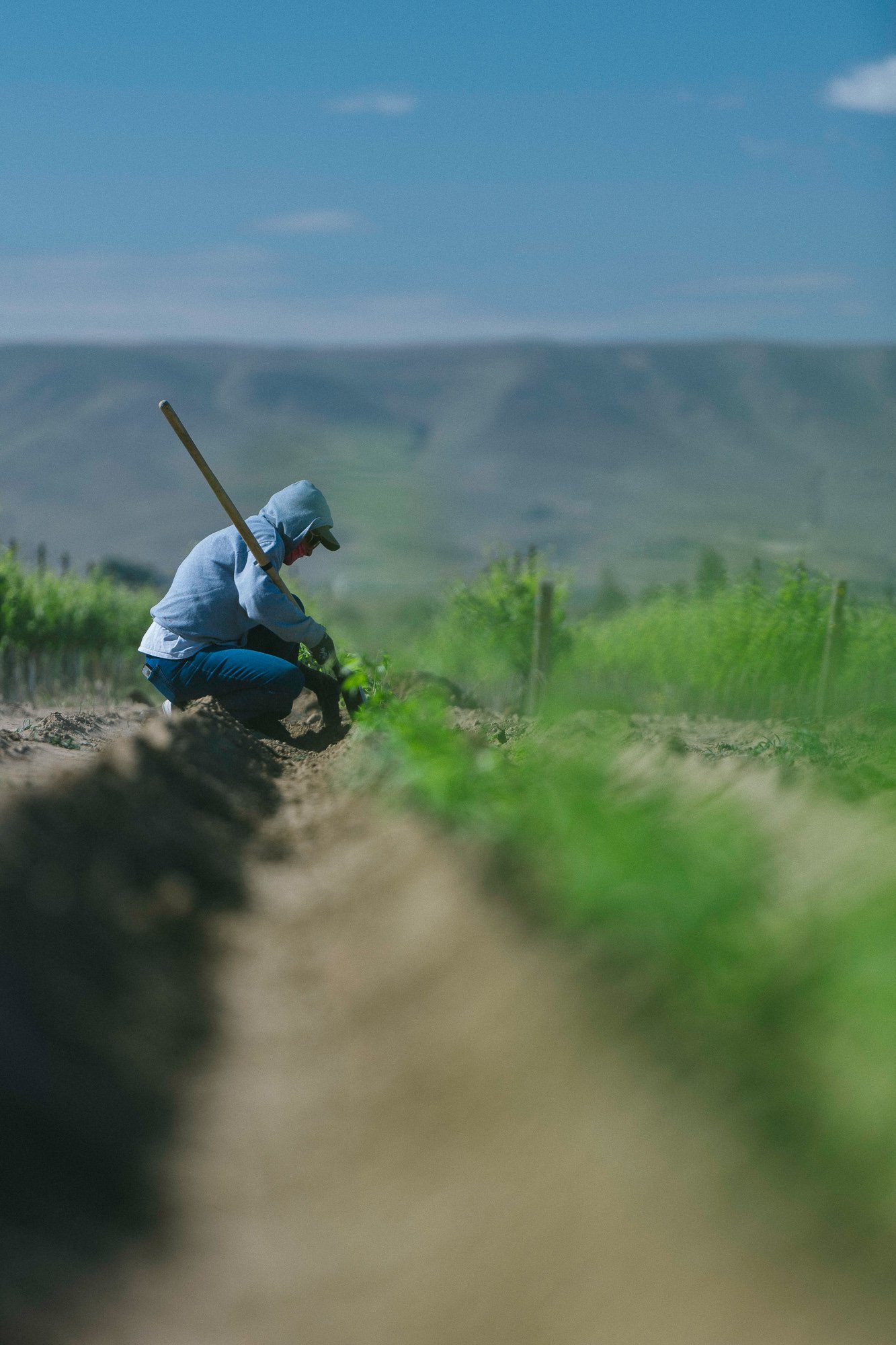 Goji Farm USA photo 7