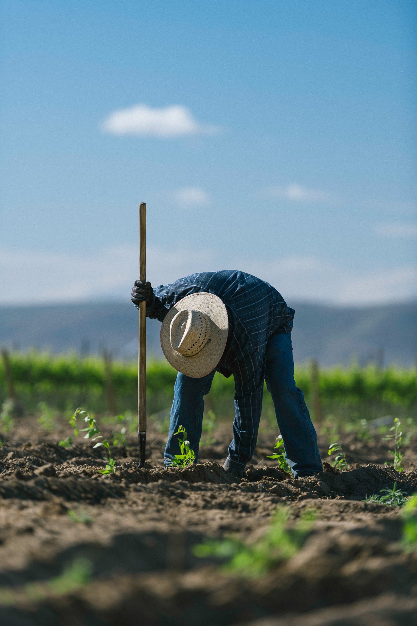 Goji Farm USA photo 9