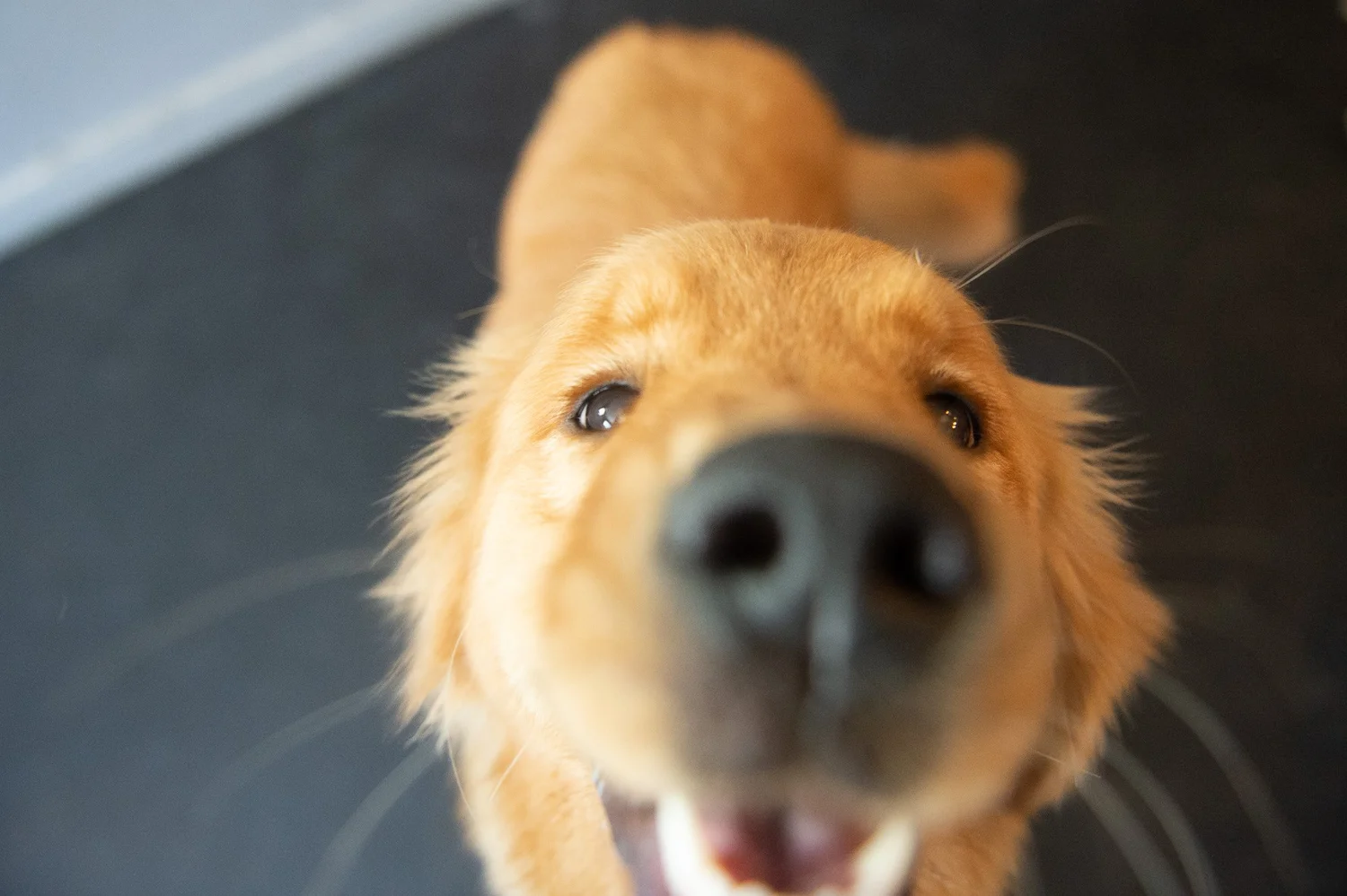 Think Like Your Dog photo 16