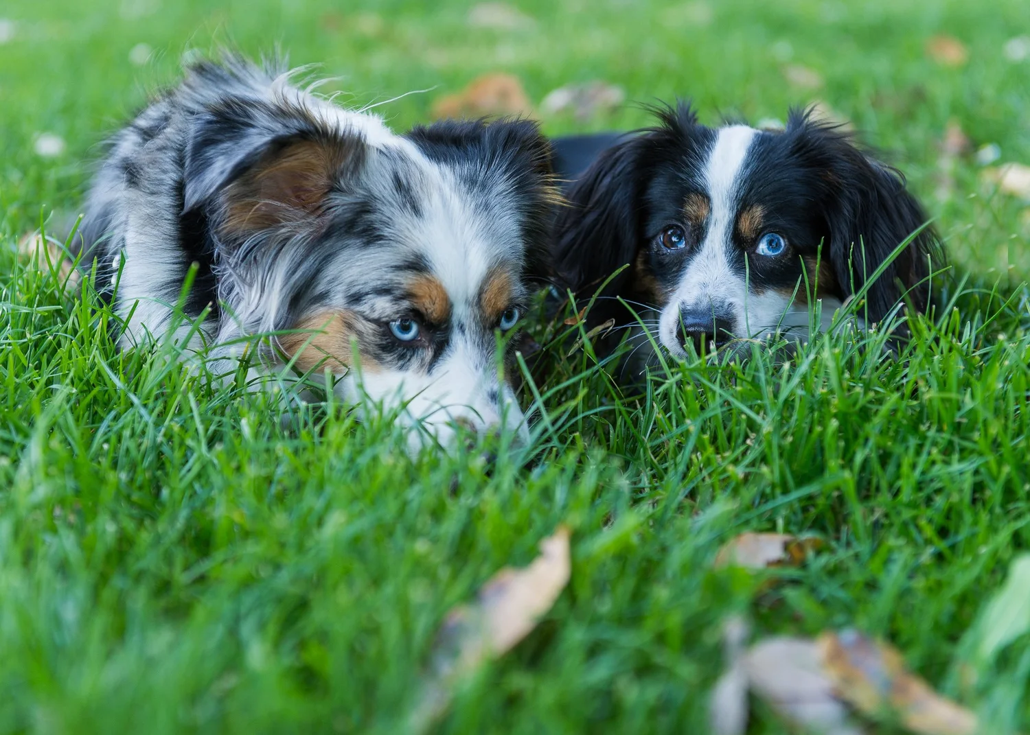 Think Like Your Dog photo 9