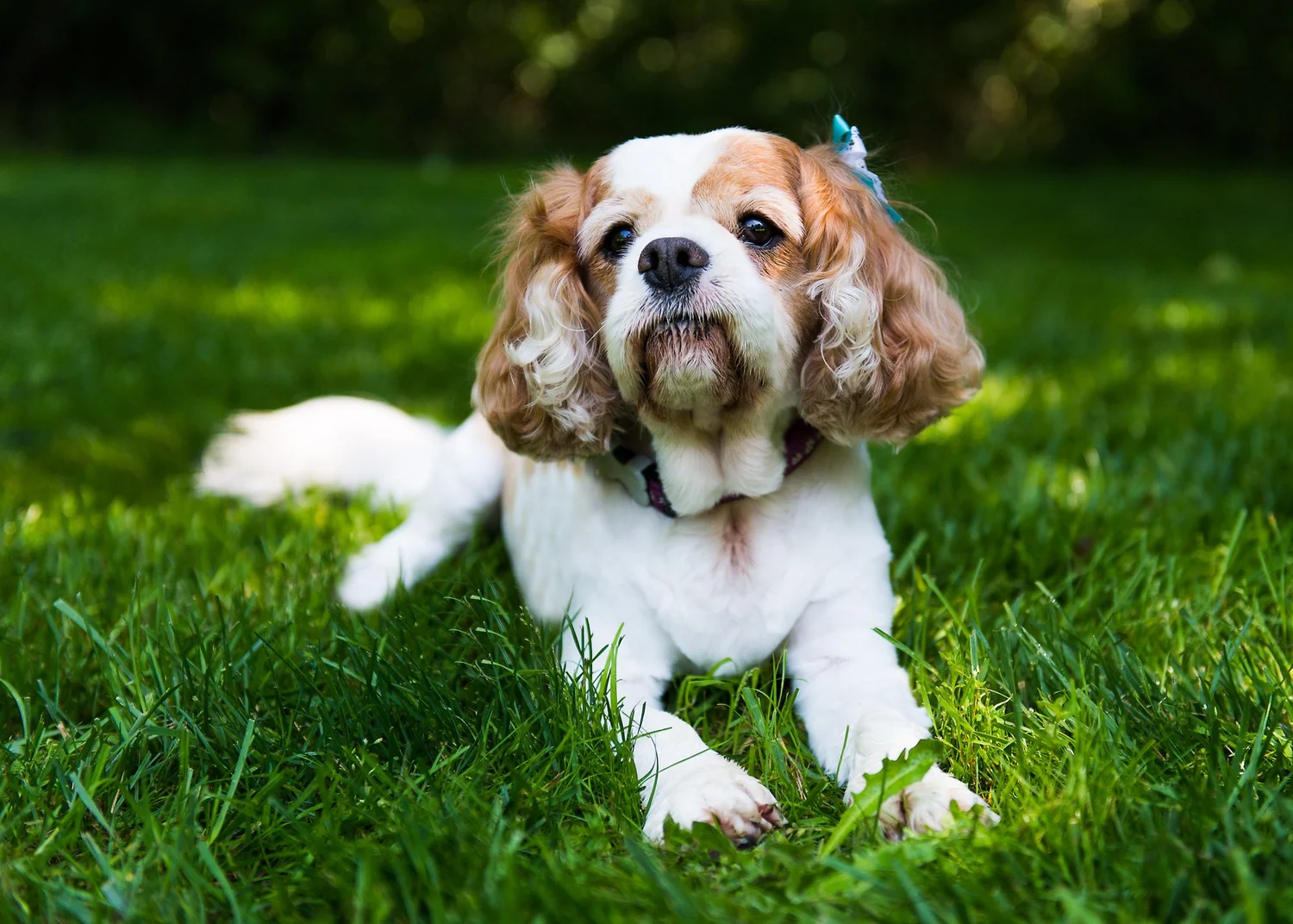 Think Like Your Dog photo 15