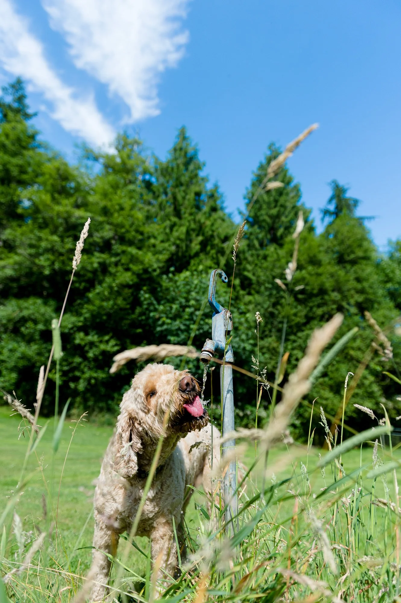 Think Like Your Dog photo 2