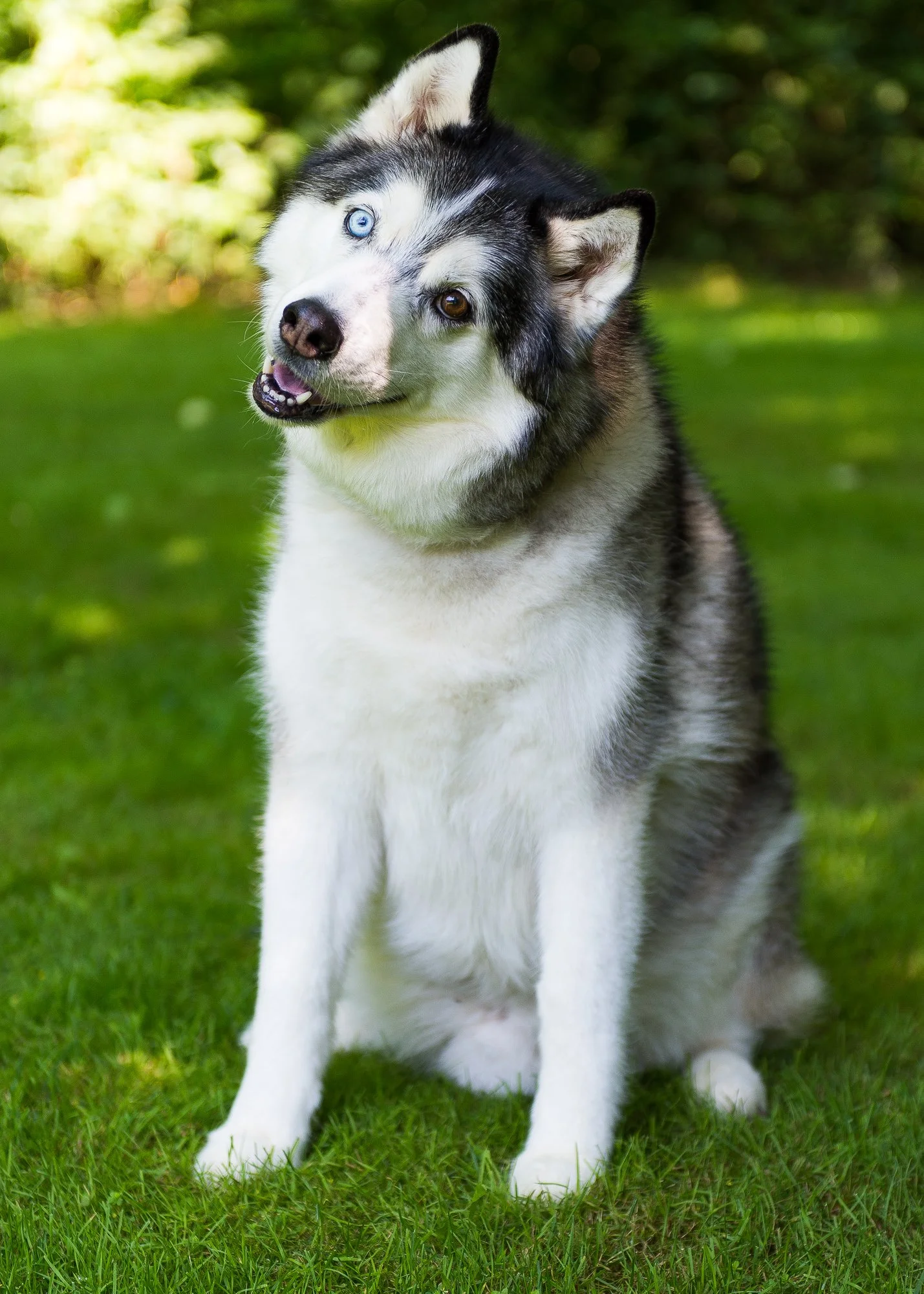 Think Like Your Dog photo 19