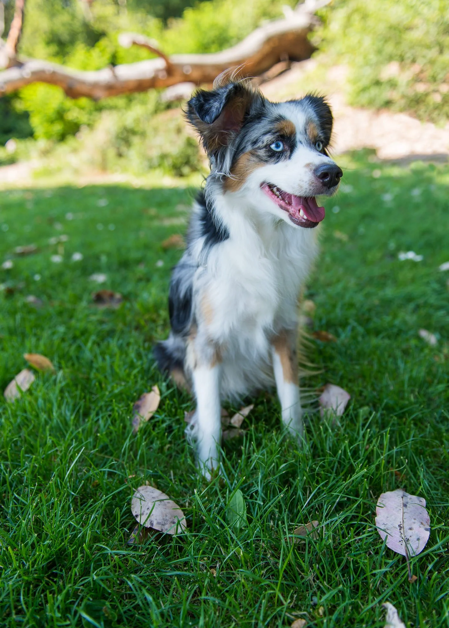 Think Like Your Dog photo 17