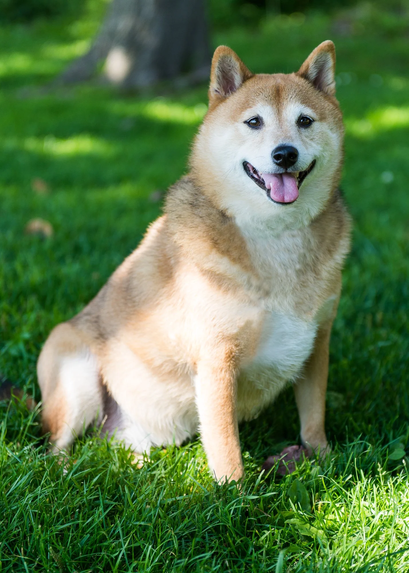 Think Like Your Dog photo 10