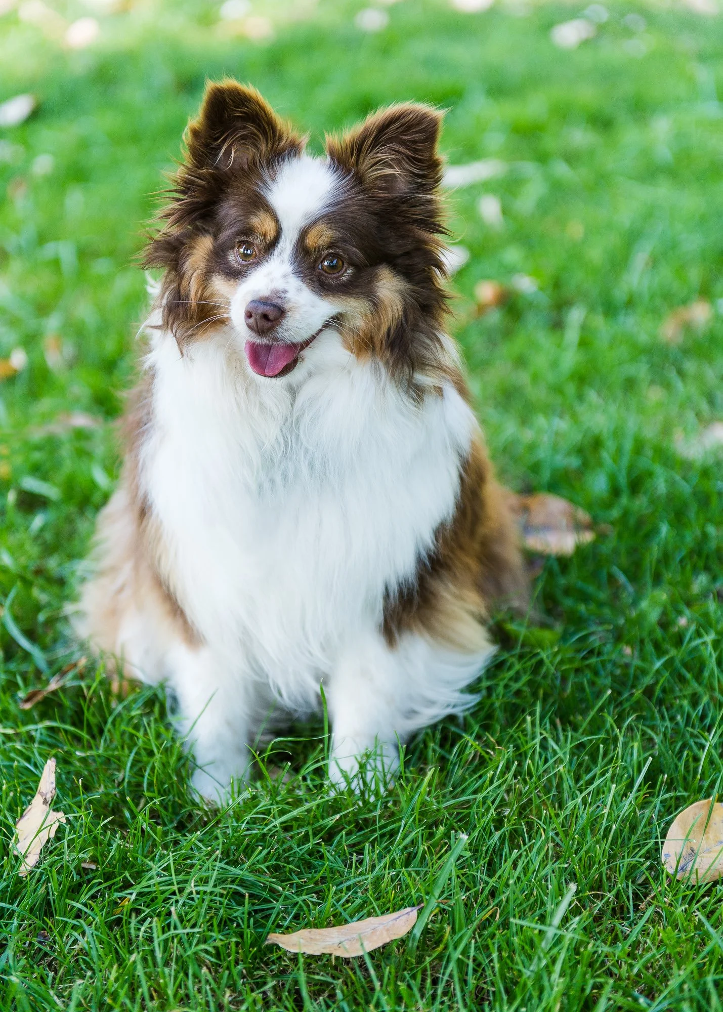 Think Like Your Dog photo 6