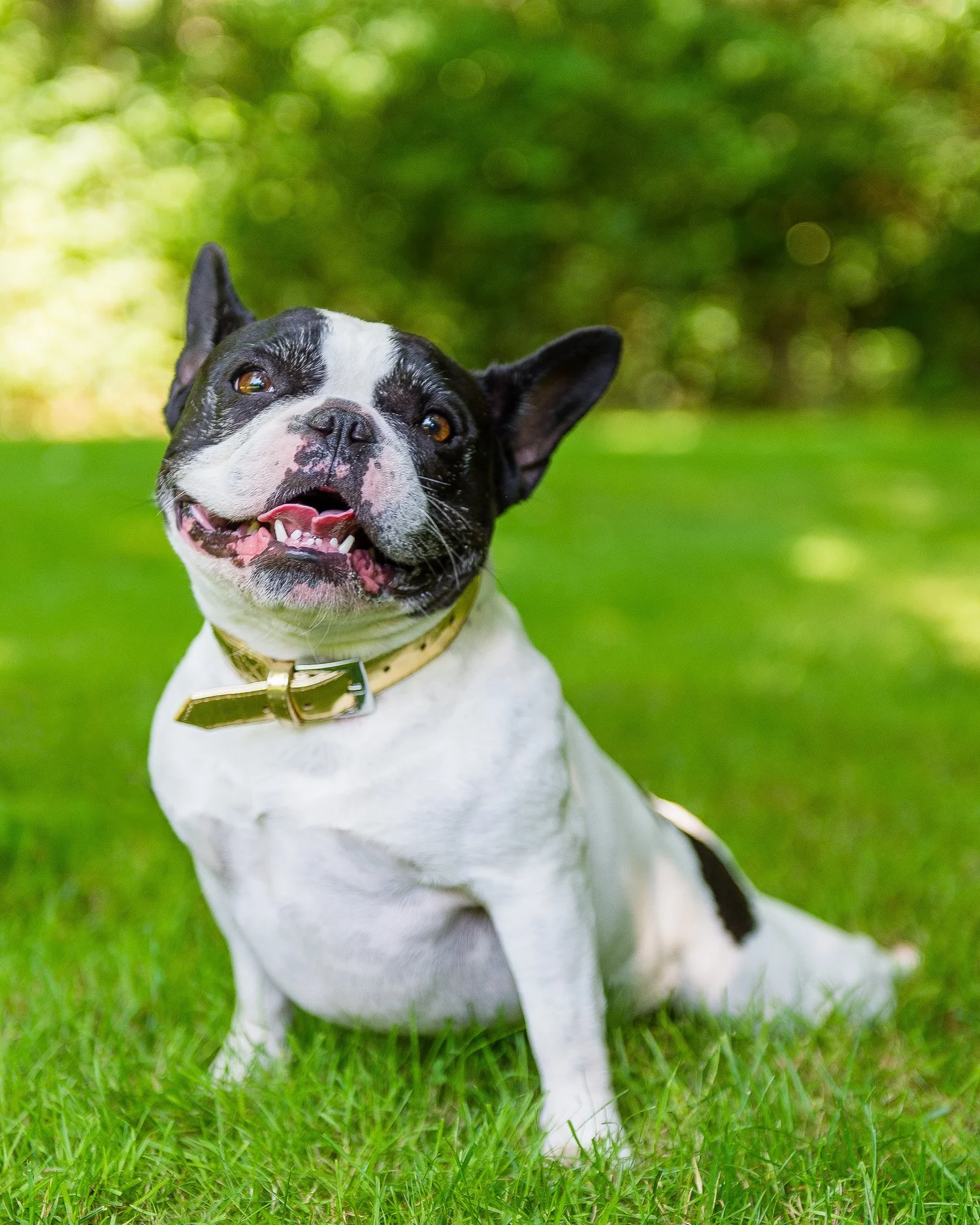 Think Like Your Dog photo 4