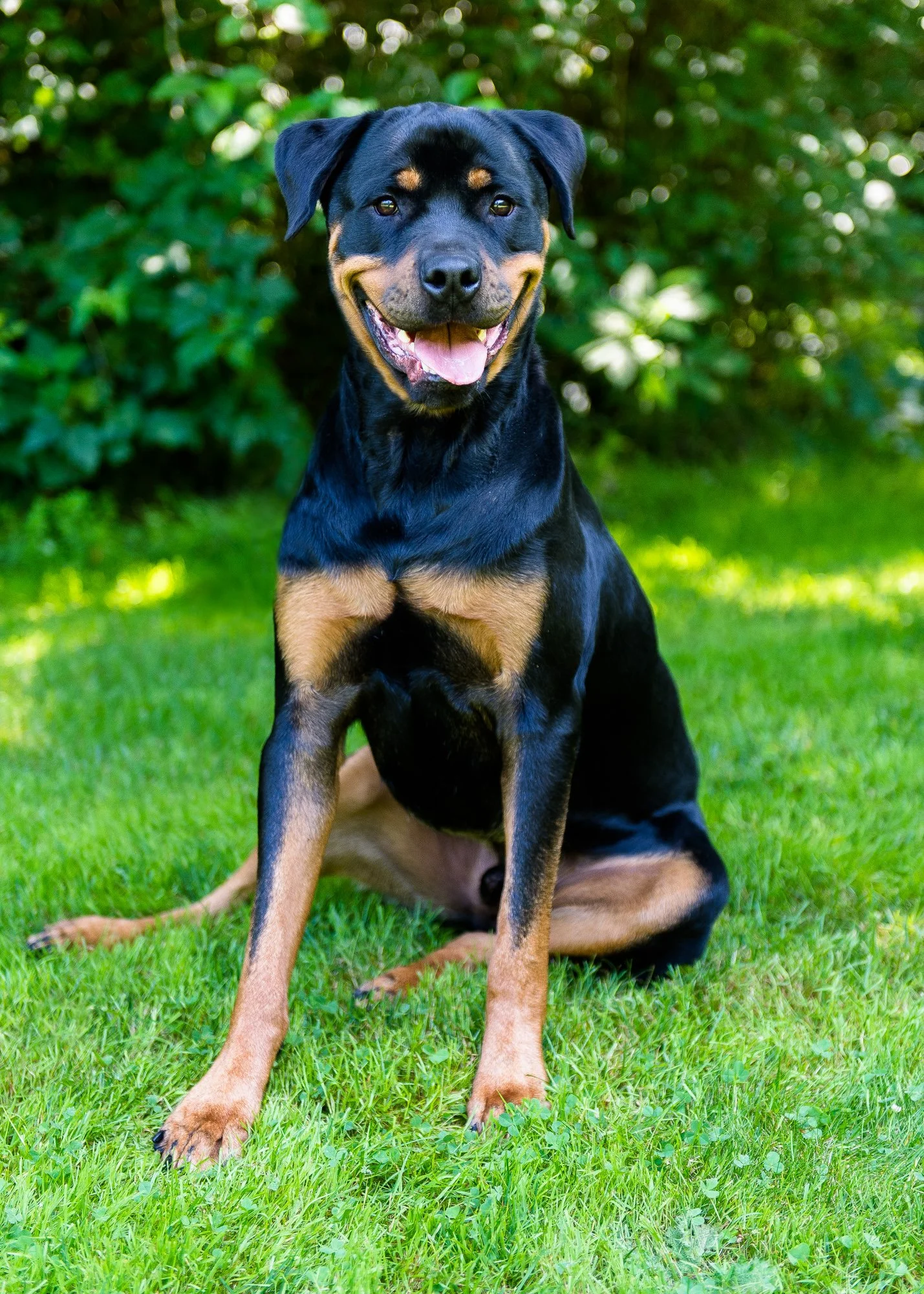 Think Like Your Dog photo 3