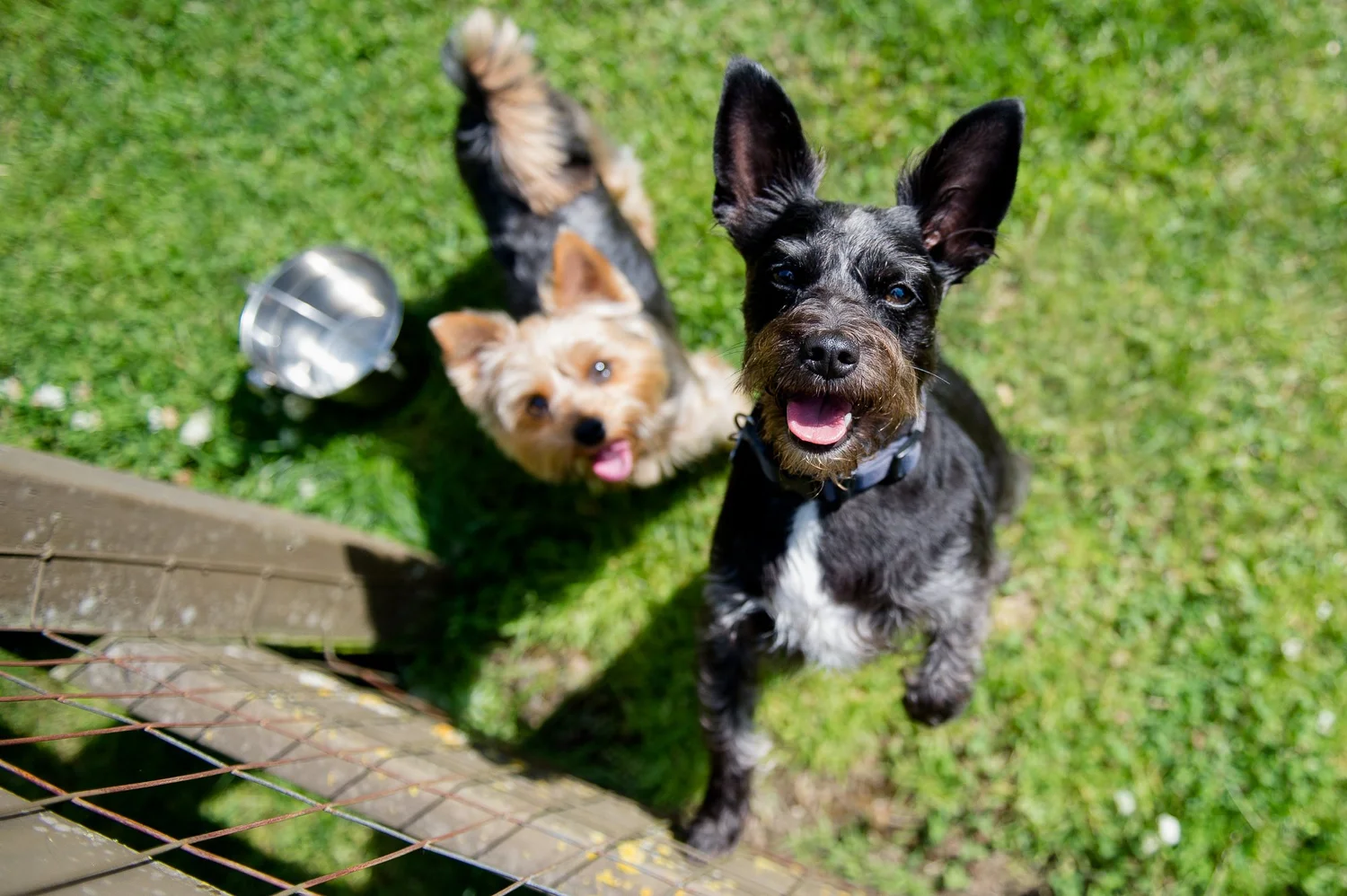 Think Like Your Dog photo 27