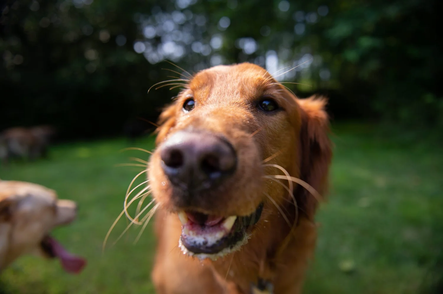 Think Like Your Dog photo 28