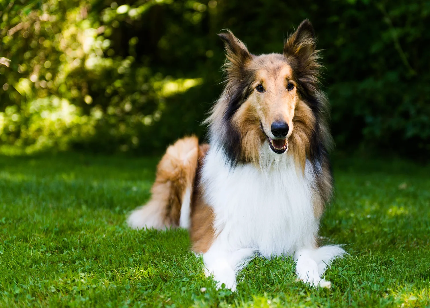 Think Like Your Dog photo 26