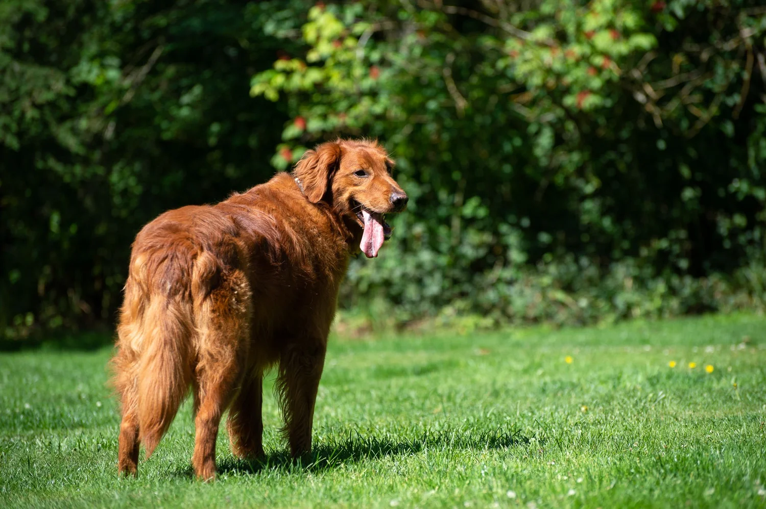 Think Like Your Dog photo 23