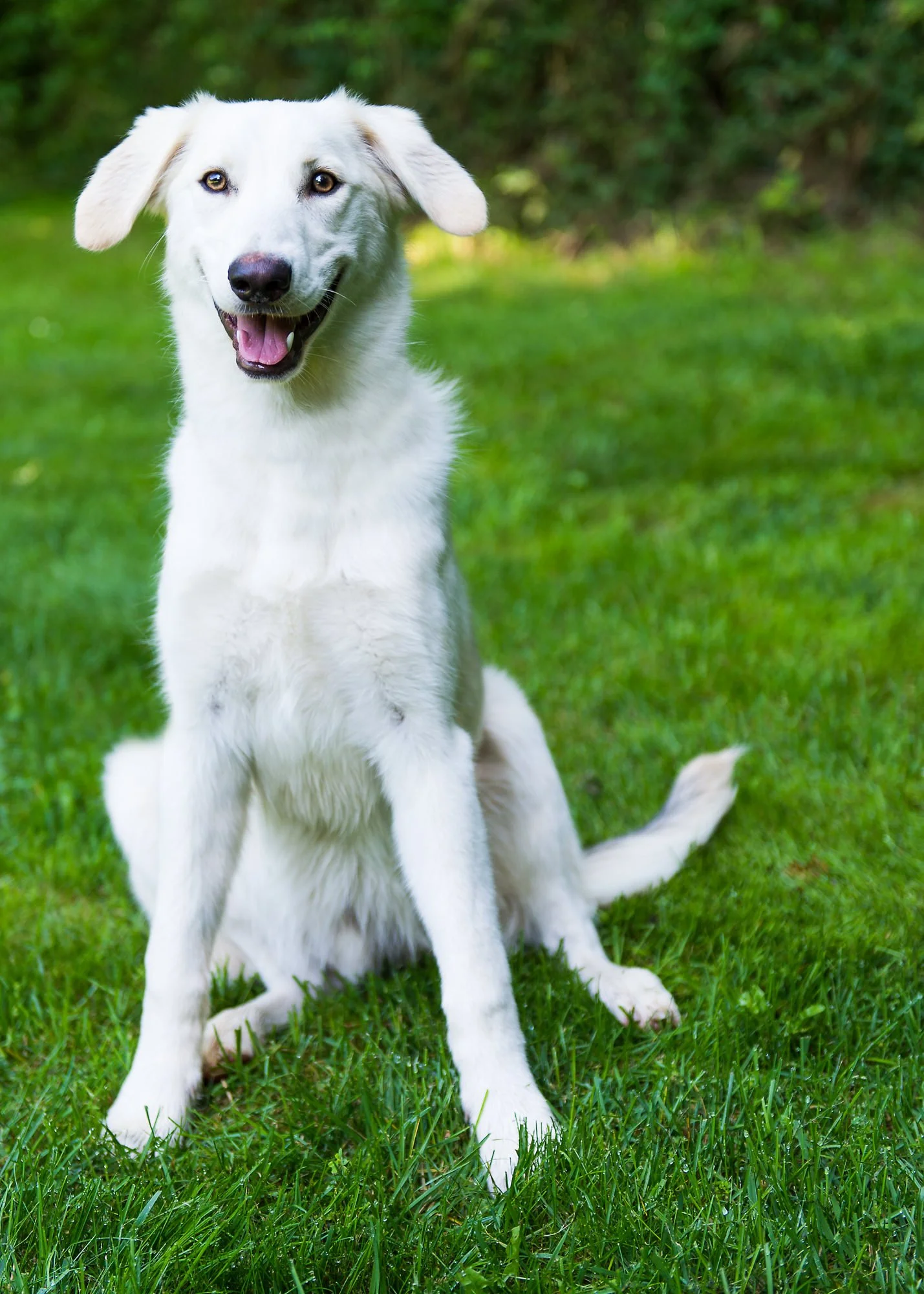 Think Like Your Dog photo 25