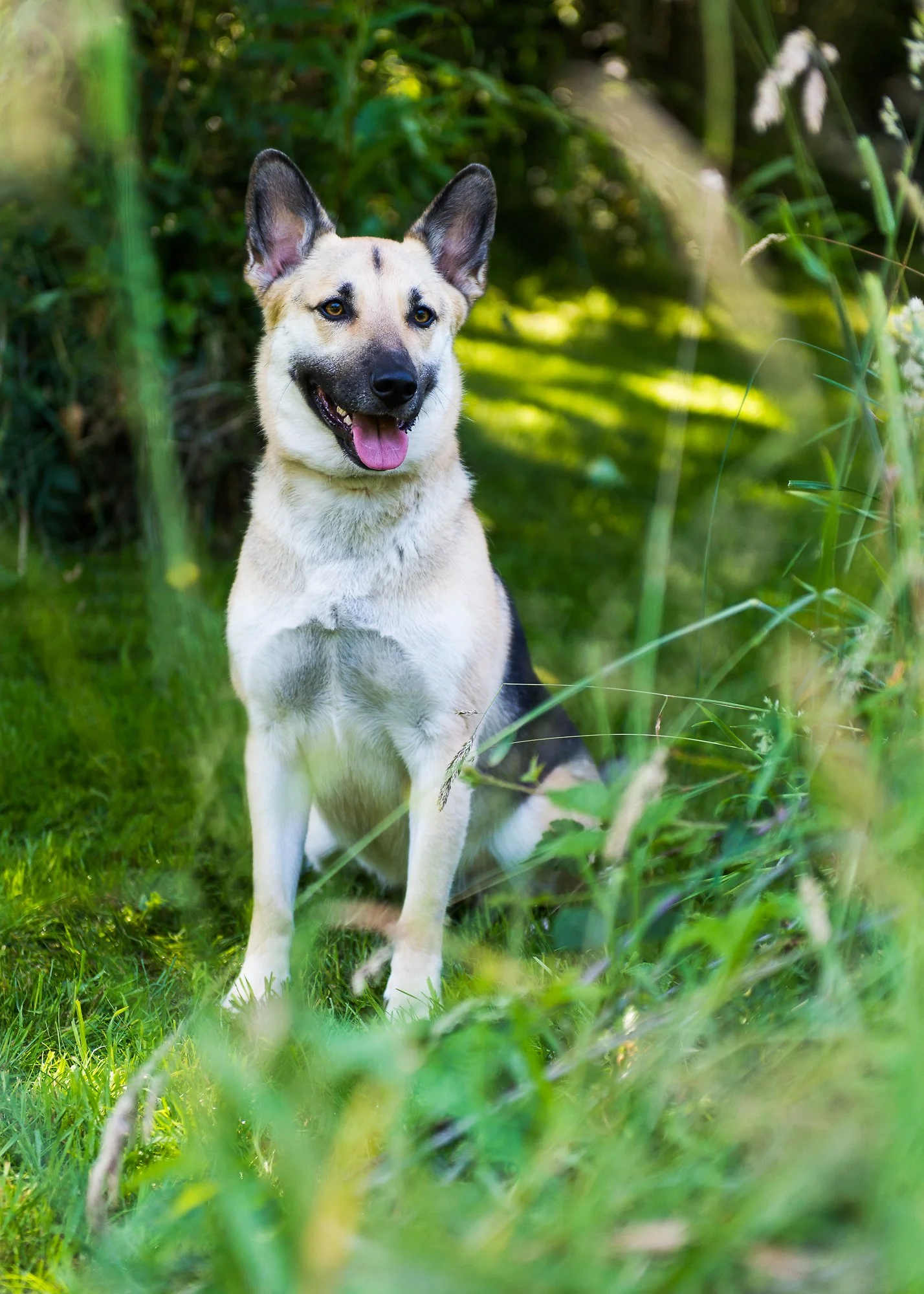 Think Like Your Dog photo 22