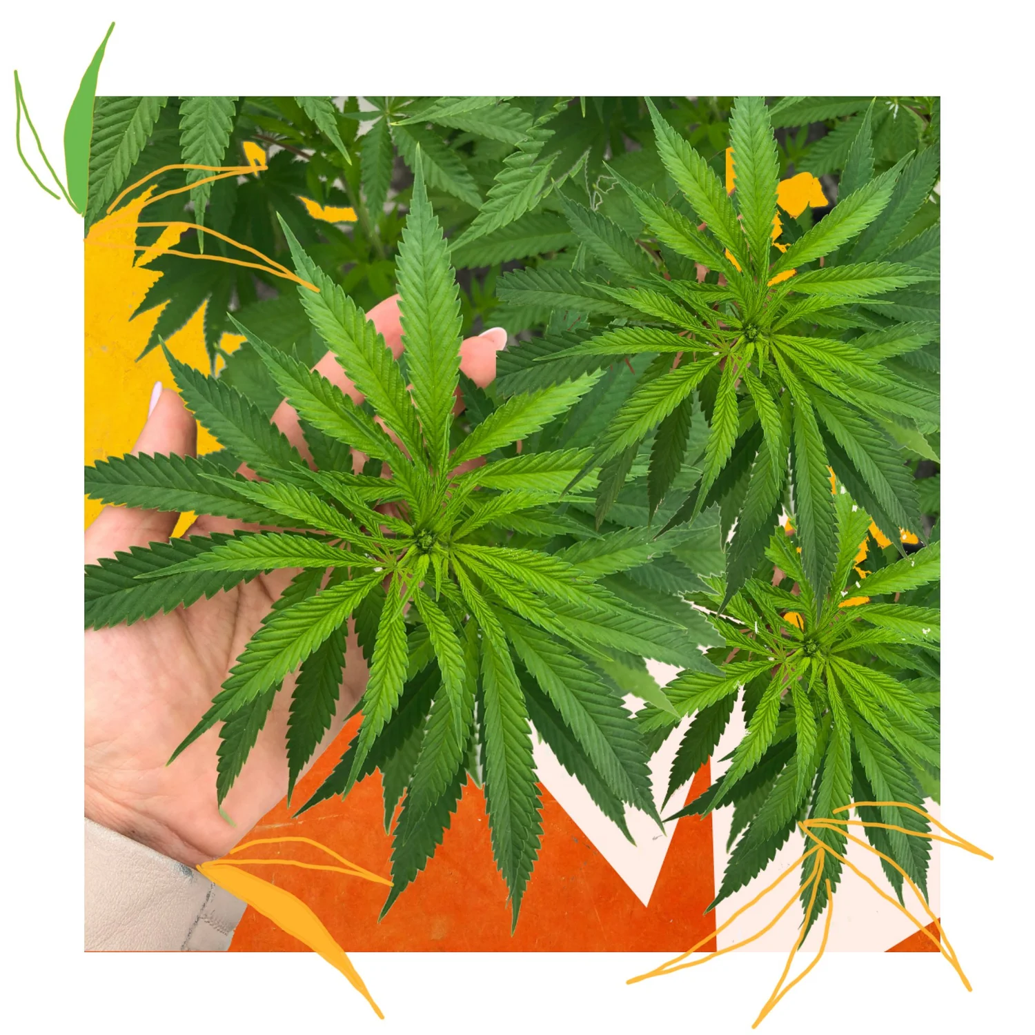 Hemp Farms of New York photo 6