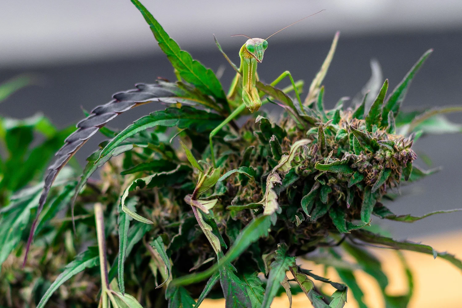 Hemp Farms of New York photo 17