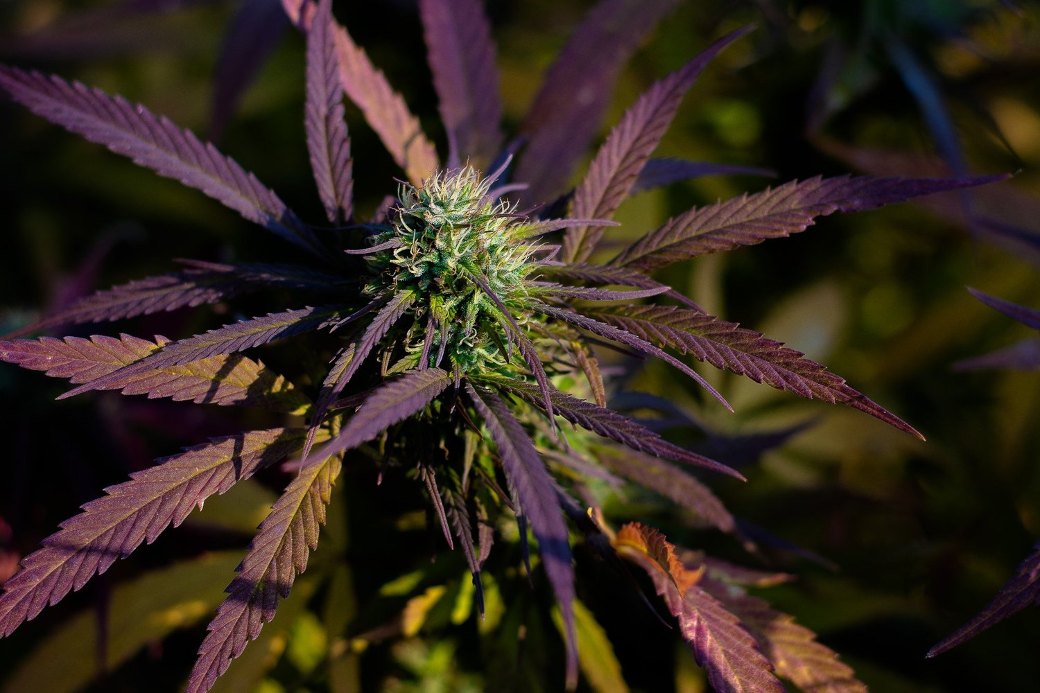 Hemp Farms of New York Video Sample photo 16
